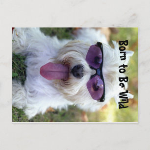 Nacido para ser una postal salvaje