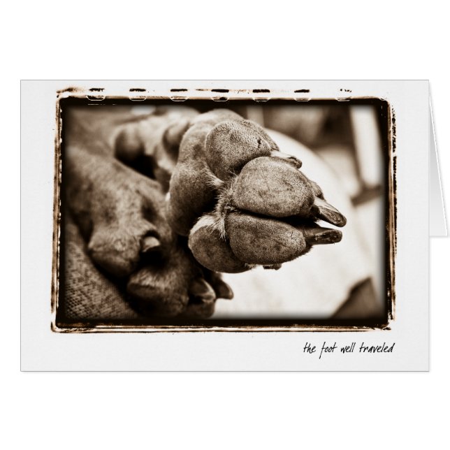 Nación de Weimaraner: "El pie viajó bien " (Anverso (Horizontal))