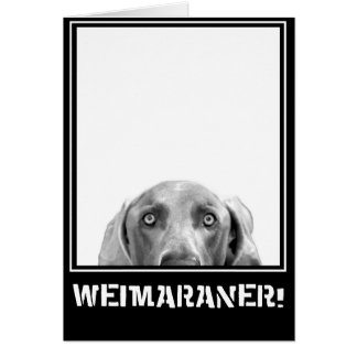 Nación de Weimaraner: ¡Weimaraner en una caja!