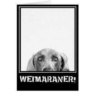 Nación de Weimaraner: ¡Weimaraner en una caja!