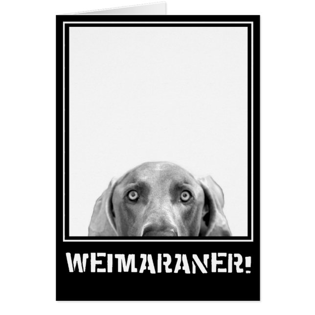 Nación de Weimaraner: ¡Weimaraner en una caja! (Frente)