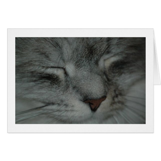 Nacionalidad de gato (Anverso (Horizontal))