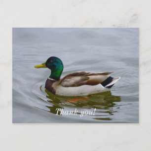 Nada Mallard Nada Tarjeta Postal de Agradecimiento