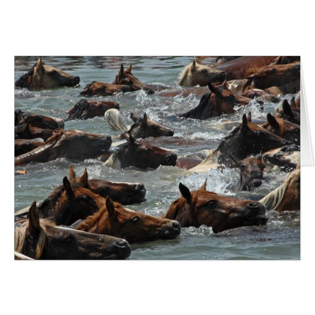 Nadada del potro de Chincoteague (Anverso (Horizontal))