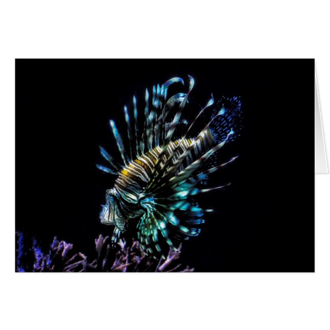 Nadadores de pez león (Anverso (Horizontal))