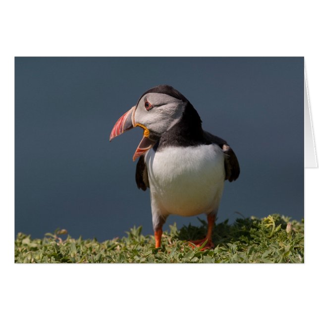 Nagorno-Puffin (Anverso (Horizontal))