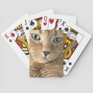 Naipes anaranjados del Tabby
