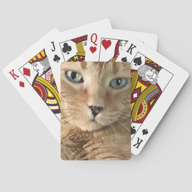 Naipes anaranjados del Tabby (Reverso)