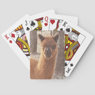 Naipes de la alpaca