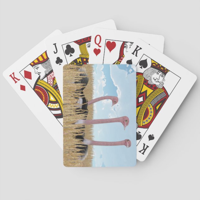 Naipes de la avestruz (Reverso)