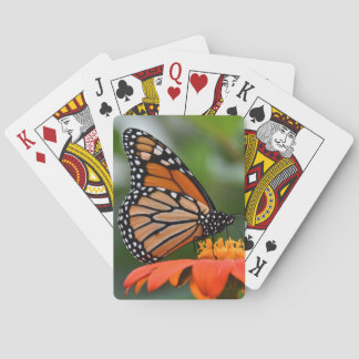 Naipes de la mariposa de monarca
