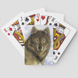 Naipes del lobo del invierno