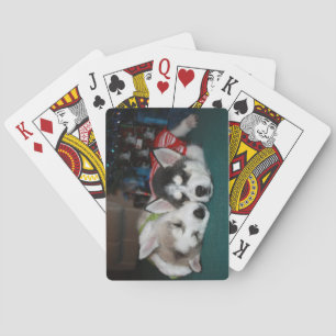 Naipes del perrito del husky siberiano