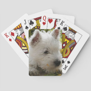 Naipes del perro de Terrier blanco de montaña del