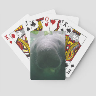 Naipes descuidados del Manatee