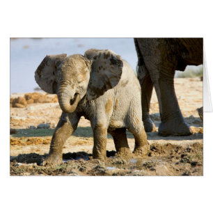 Namibia, África: cría de elefante africano