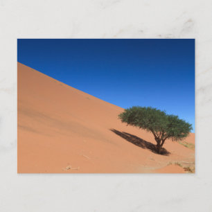 Namibia: Árbol cerca de una duna en la postal de S