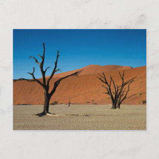 Namibia: Árboles petroleros en postal del Valle Mu