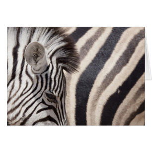 Namibia, Parque Nacional Etosha. Detalles de dos