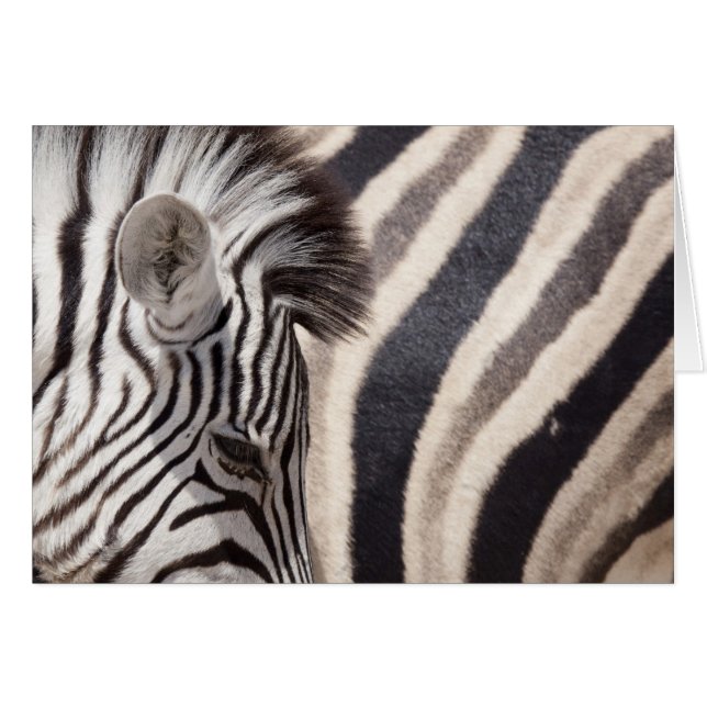 Namibia, Parque Nacional Etosha. Detalles de dos (Anverso (Horizontal))