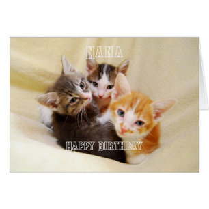Nana, Trío de Gatitos Cálidos y Esponjosos Feliz C