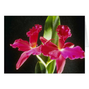 Naokazu "flores de la bola de fuego" (Potinara)