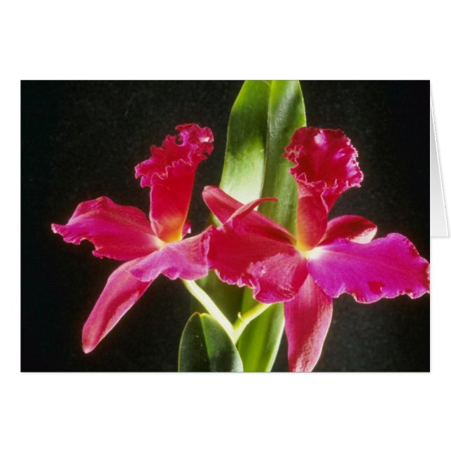 Naokazu "flores de la bola de fuego" (Potinara) (Anverso (Horizontal))