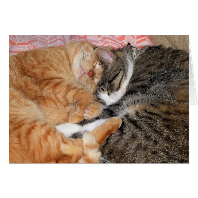 Nap Buddies (Anverso (Horizontal))