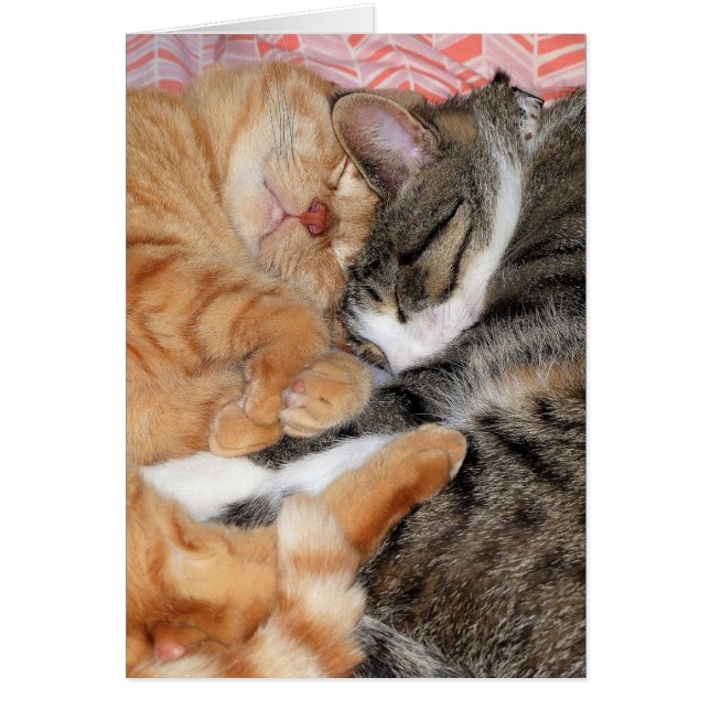 Nap Buddies (Frente)