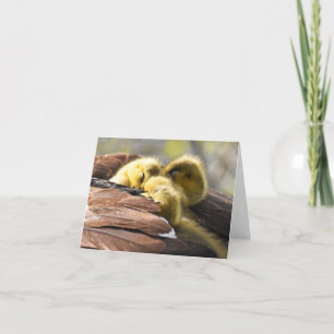 "Nap Time" (Canada Geese #2) - Tarjeta de nota en 