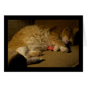 Napa de gato