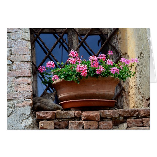 Napa de gato (Anverso (Horizontal))