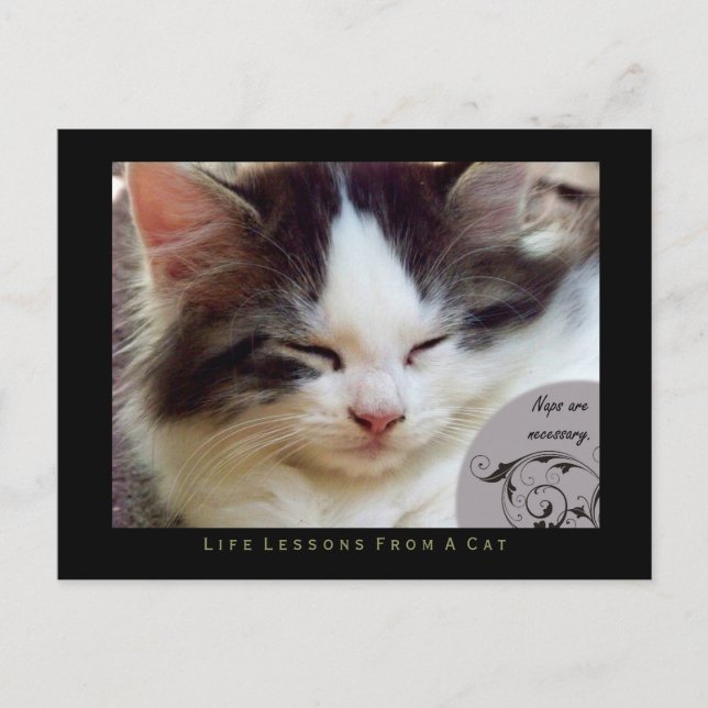 Napas lecciones de vida de una postal de un gato (Anverso)