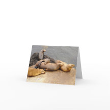 Napping Baby Sea Lions