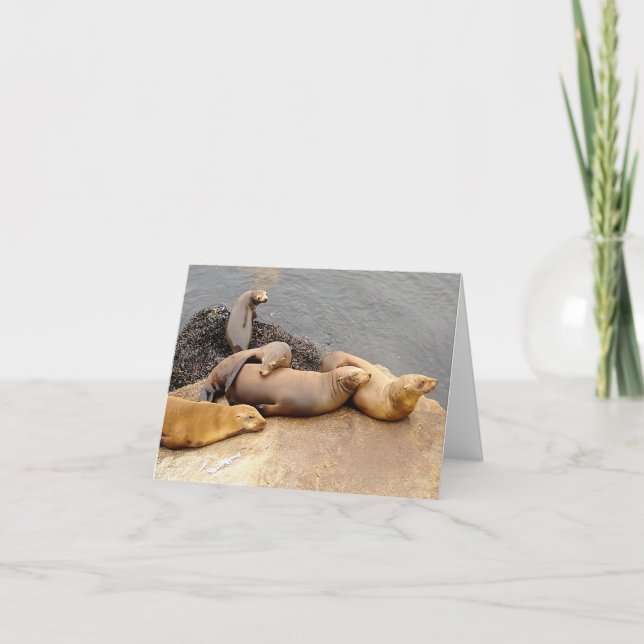 Napping Baby Sea Lions (Anverso)