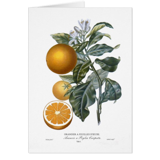 Naranja (Frente)