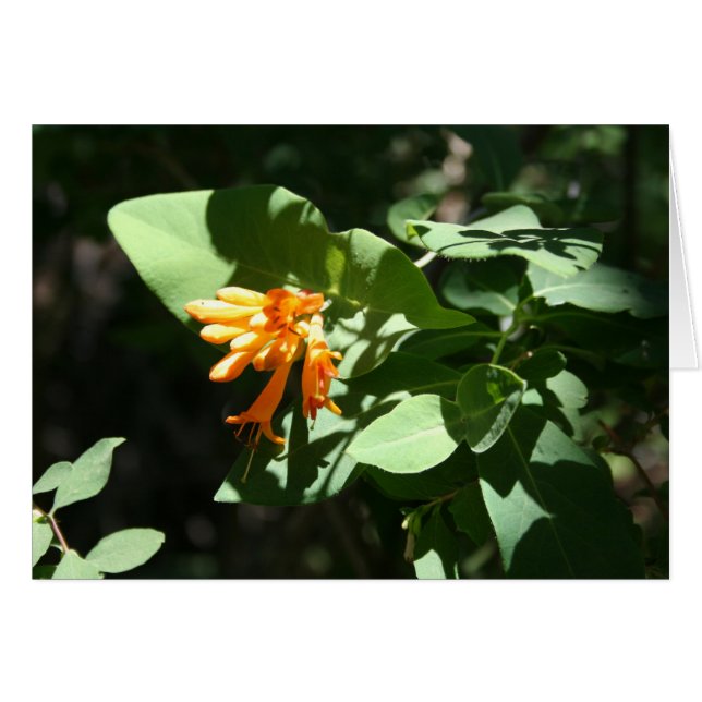 Naranja (Anverso (Horizontal))