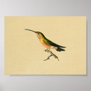 Naranja 1830 del verde de la impresión del colibrí