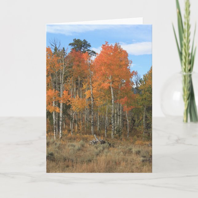 Naranja Autumn Aspen Tarjeta De Saludo De Todas La (Anverso)