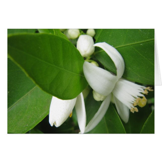 Naranja Blossom (Anverso (Horizontal))