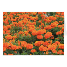 Naranja bonito Marigolds