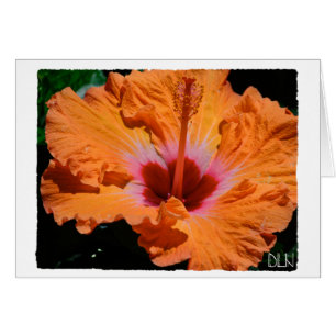 Naranja brillante Hibiscus Flor/Arte floral/