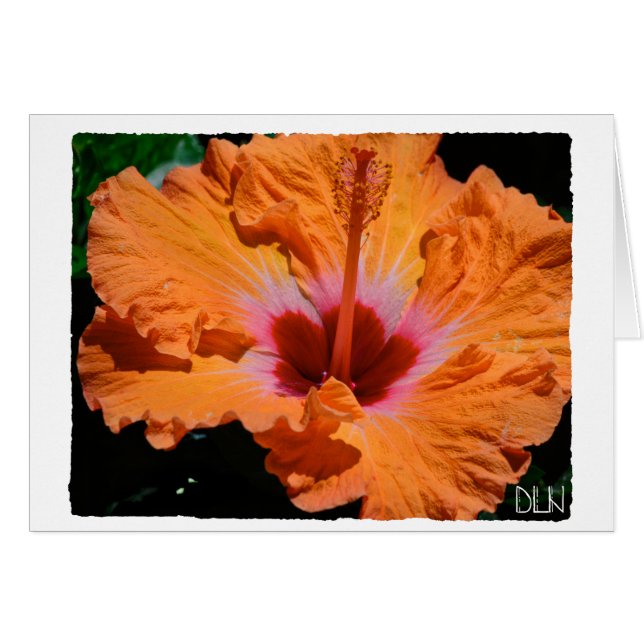 Naranja brillante Hibiscus Flor/Arte floral/ (Anverso (Horizontal))