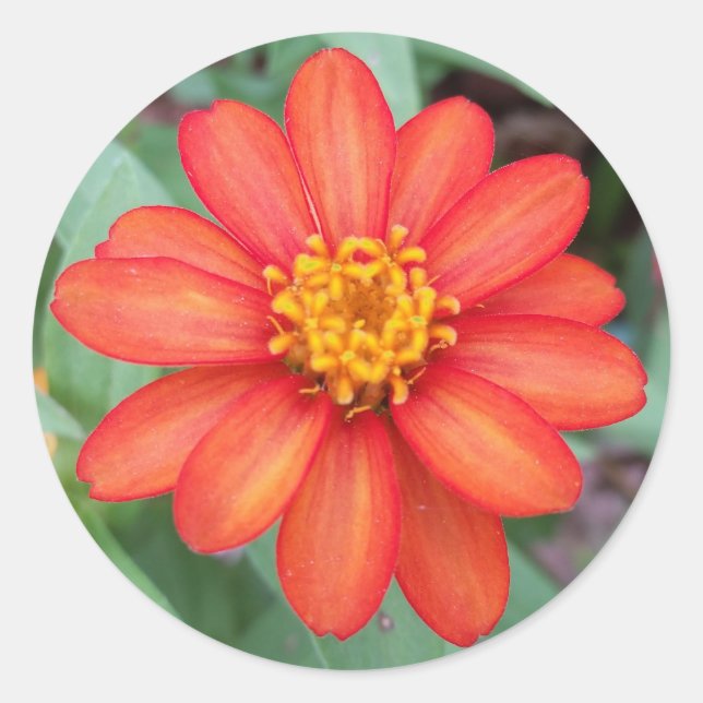Naranja brillante pegatina redondo Zinnia, sellado (Anverso)