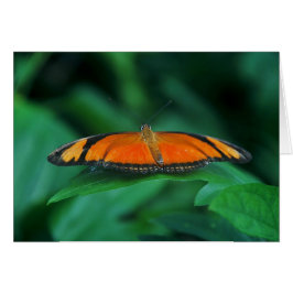 Naranja brillante y mariposa negra en hoja