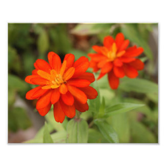¡naranja Burst! Fotografía 10x8