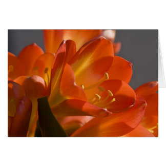 Naranja Bush Lily