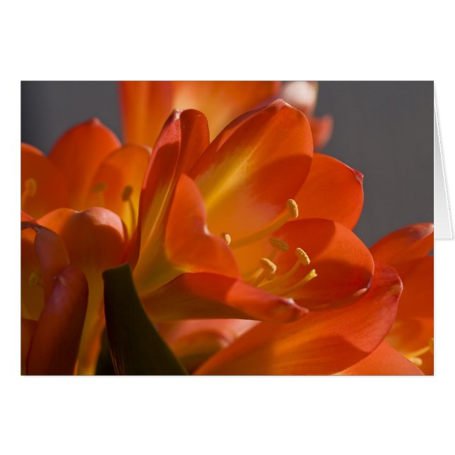 Naranja Bush Lily (Anverso (Horizontal))