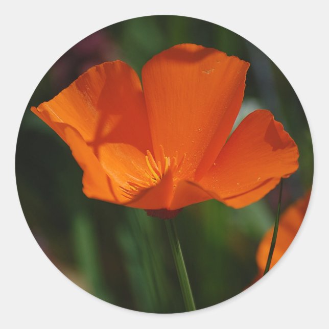 Naranja California Poppy Pegatina (Anverso)