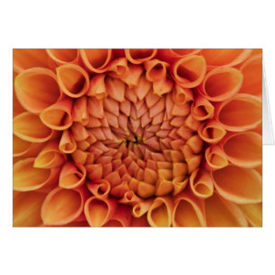 Naranja central Dahlia Flower Blank Interior